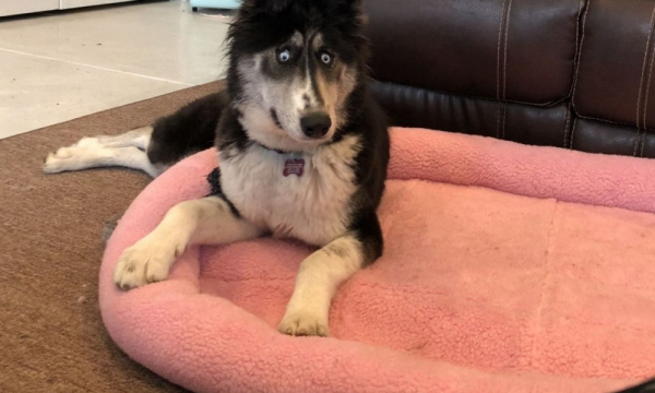 Заводчик отказался от хаски из-за ее странного вида, и она стала звездой интернета