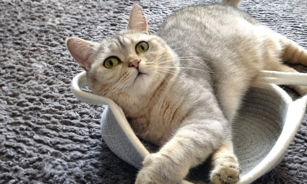 Вы ей слово — она вам «мяу»: почему кошка отвечает, когда вы с ней разговариваете